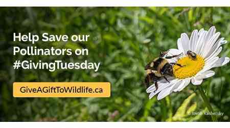 CWF Calls on Canadians to Donate for Giving Tuesday and Double Their Impact for Conservation