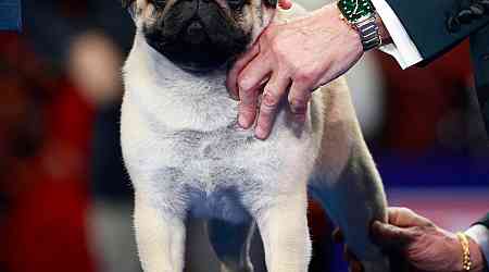  2024 National Dog Show: How Winner Vito the Pug Made History 