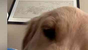 WATCH: This hilarious pup shows us how often we should actually feed our dog in viral video