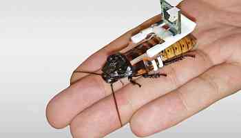 Swarms of cyborg cockroaches could be manufactured by robots