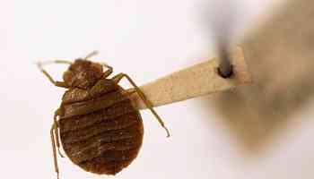 Myrtle Beach area resort infested with bed bugs, new SC lawsuit alleges. Here are the details