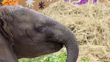 WATCH: Watch Disney's baby elephant celebrate her 1st birthday