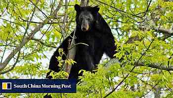 US hunter dies in Virginia after a bear shot in a tree falls on him