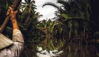 Menaces sur le riz vietnamien