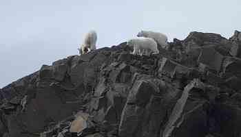 Svalbard: More Regulations, Fewer Travel Options