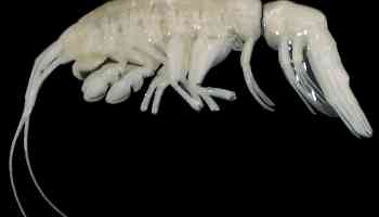 Killer Ghost Shrimp: Scientists Discover a New Predator Lurking in the Atacama Trench