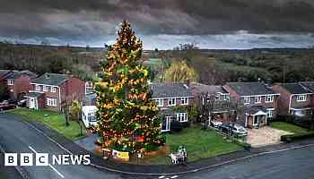 Front garden's 50ft Christmas tree set to light up