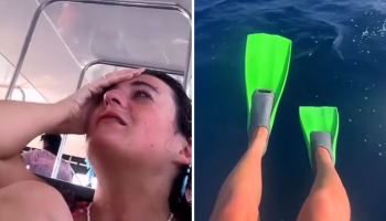 Snorkeler Channels Steve Irwin in Dream Encounter With Ocean Creatures