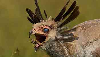 Dramatic photo captures moment giant bird closes hidden 3rd eyelid while snatching locust from mid-air