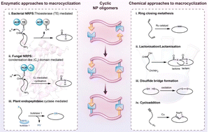 Cyclic natural product oligomers: diversity and (bio)synthesis of macrocycles