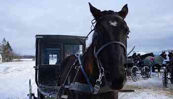 Mennonites in northeastern Ontario explore ways to make roads safer after horse and buggy tragedies