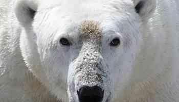 Man severely injured protecting wife from polar bear attack