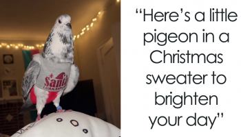 Woman Shares How Cute Her Pet Pigeon Looks In His Christmas Sweater, And People Online Fall In Love