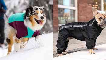 The 5 best winter dog coats in 2024