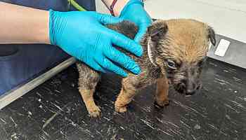 Ban for dog owner after puppies found in squalor