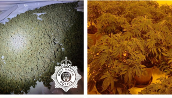 Man arrested as cannabis farm uncovered at house