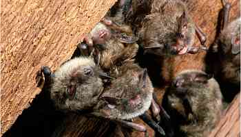 California Teacher Dies From Rare Rabies Infection After Bat Encounter in Classroom