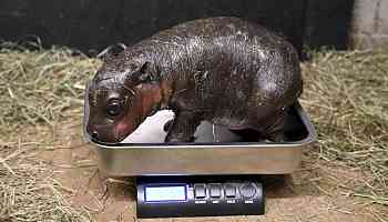 New year, new pygmy hippo: A naming poll for this Virginia zoo baby is underway