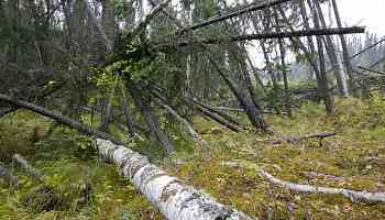 Melting permafrost makes 'drunken forests' store less carbon