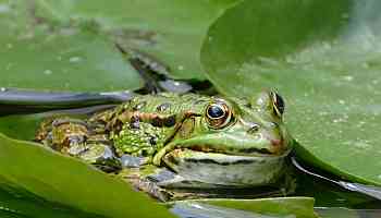 Fungus Wiping Out Frogs: Innovative "Frog Saunas" Offer Hope for Survival