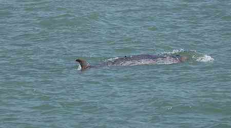 'Stranded whale might be hurt before entering HK'