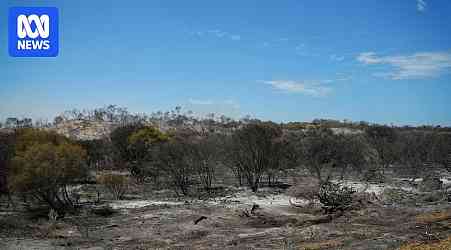 Wildlife carers wait to be given all clear to enter fireground after 'enormous' WA blaze burns 79,000 hectares