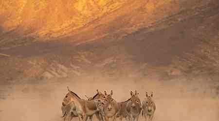 Prince Mohammed bin Salman Royal Reserve brings back the Onager to the Kingdom of Saudi Arabia after 100+ year absence