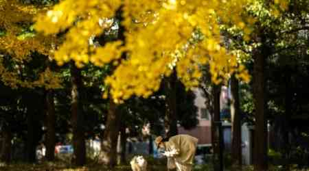 Japan experiences warmest autumn on record