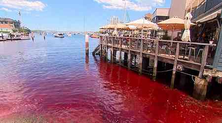 Mystery as harbour water turns blood red