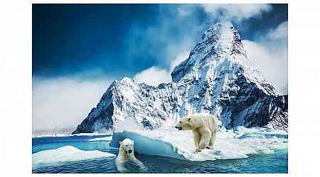 Polar Bears in Alaska Face Rising Pathogen Threats Due to Climate Change