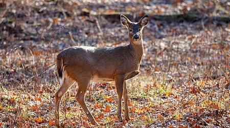 Another case of 'zombie deer' disease confirmed in B.C.'s Kootenays