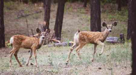 4th case of deadly deer disease confirmed in B.C. Hunters asked to help monitor spread