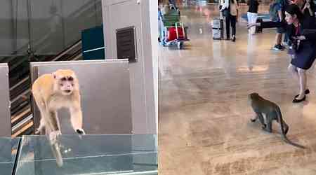 No monkey business, please: Macaques 'escorted' out of Changi Airport