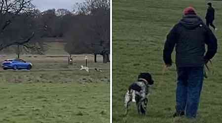 Horrifying moment deer is chased and killed by out-of-control dog in Richmond Park