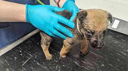 Ban for dog owner after puppies found in squalor