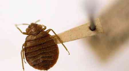 Myrtle Beach area resort infested with bed bugs, new SC lawsuit alleges. Here are the details