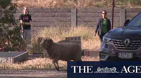 Three-hour mission to rescue sheep stuck in cemetery