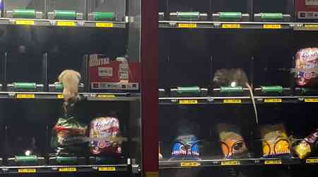 Oh rats! Rodent seen scampering inside vending machine