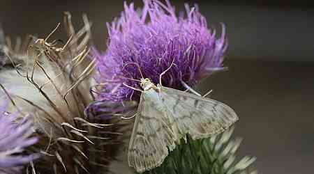 Drought-Stressed Plants Emit Sounds That Guide Moth Egg-Laying Choices