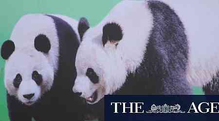 South Australia's new pandas settling in