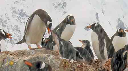 Nature: Penguins in Antarctica