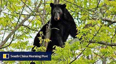 US hunter dies in Virginia after a bear shot in a tree falls on him