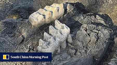 New York man finds mastodon jaw while gardening in backyard