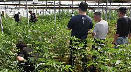 Marijuana growing bust in southern Taiwan breaks national record