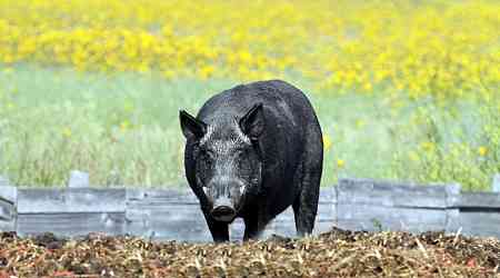 Wild boar hybrid identified near Fort Macleod, Alta.