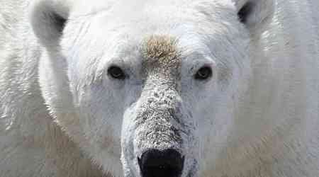 Man severely injured protecting wife from polar bear attack