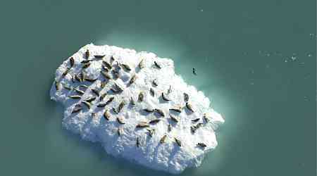 Iceberg Hitchhikers: How Harbor Seals Choose Their Perfect Ride