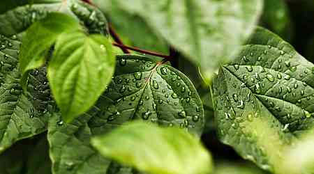 New Study Reveals How Leaves' Resilience to Raindrops Might Help in Agriculture and Renewable Energy