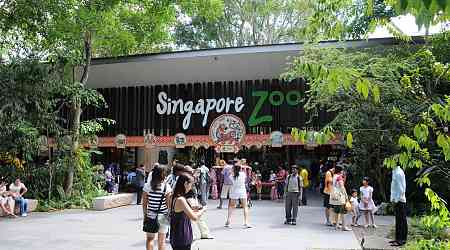 Luxury camping at Singapore Zoo and Lazarus Island fully booked as Singaporeans seek to end the new year amid nature