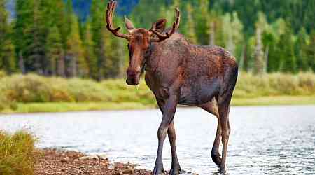 Five southern Ont. hunters fined $37K for moose hunt offences in northern Ont.